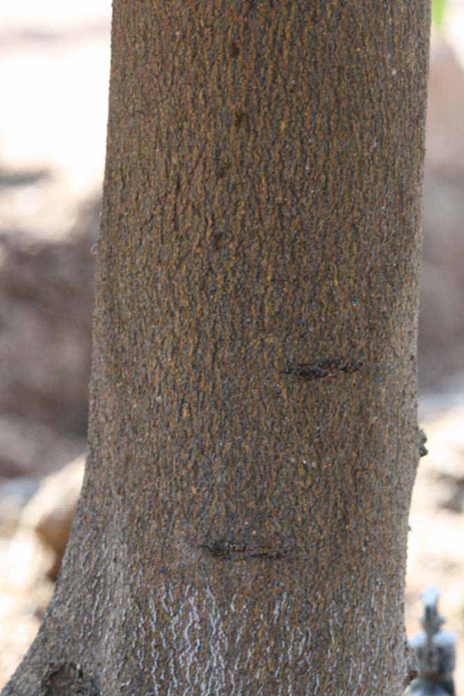              Bark (Riverside, CA)       